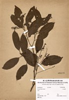 藏品(小花鼠刺)的圖片